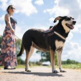 Eine Frau geht mit ihrem Hund spazieren.