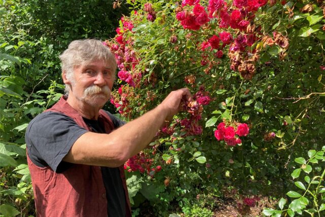 Der Hertener Dirk Schorra steht in seinem Garten an einem großen Rosenbusch und zupft verblühte Blüten ab.