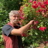 Der Hertener Dirk Schorra steht in seinem Garten an einem großen Rosenbusch und zupft verblühte Blüten ab.