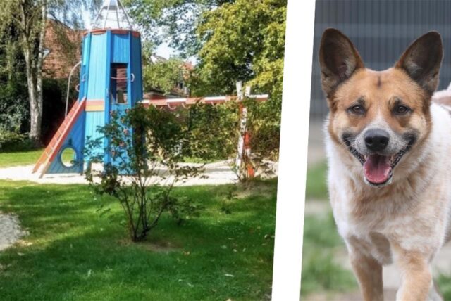 Die Bildkombi zeigt einen Hund und den Kuniberg-Spielplatz.