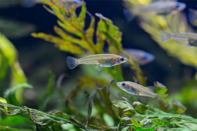 Evers-Reisfische in einem Aquarium