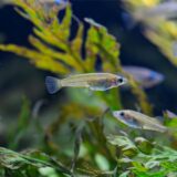 Evers-Reisfische in einem Aquarium