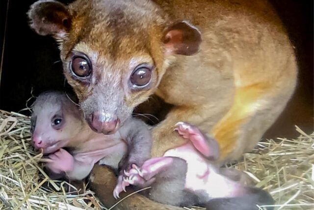 Wickelbären-Mutter Riddle mit ihrem Nachwuchs im Dortmunder Zoo