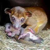 Wickelbären-Mutter Riddle mit ihrem Nachwuchs im Dortmunder Zoo