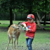 Ein Kind füttert ein Tier im Wildgehege Grutholz in Deininghausen.