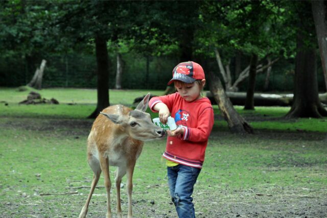 Ein Kind füttert ein Tier im Wildgehege Grutholz in Deininghausen.