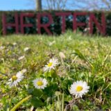 Gänseblümchen sind auf dieser Wiese in Herten-Scherlebeck im Vordergrund zu sehen, dahinter ein Herten-Schriftzug mit großen, roten Buchstaben.