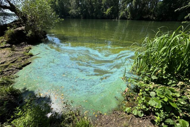 Ein Seeufer mit Blaualgen befallenem Wasser.