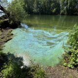 Ein Seeufer mit Blaualgen befallenem Wasser.