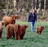 Mann geht über eine Wiese, drumherum schottische Hochlandrinder