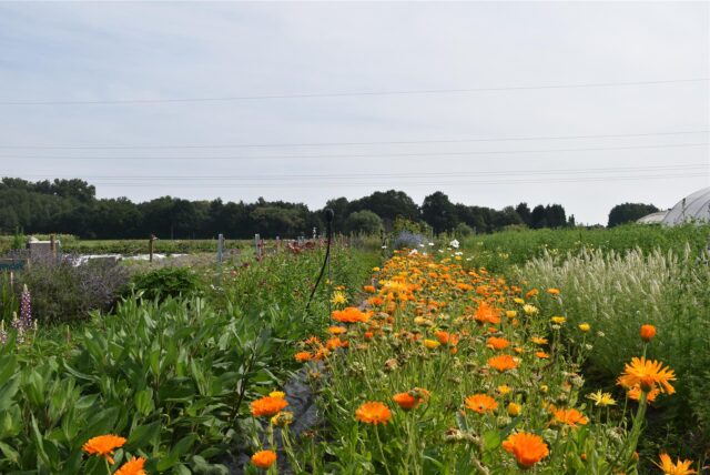 Das Feld der solidarischen Landwirtschaft erstrahlt in vielen bunten Farben