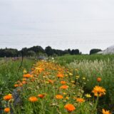 Das Feld der solidarischen Landwirtschaft erstrahlt in vielen bunten Farben