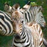 Zebrafohlen in der Zoom-Erlebniswelt in Gelsenkirchen