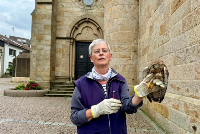 Gudrun Hartisch hält den Jungfalken mit einem Handschuh auf der Hand.