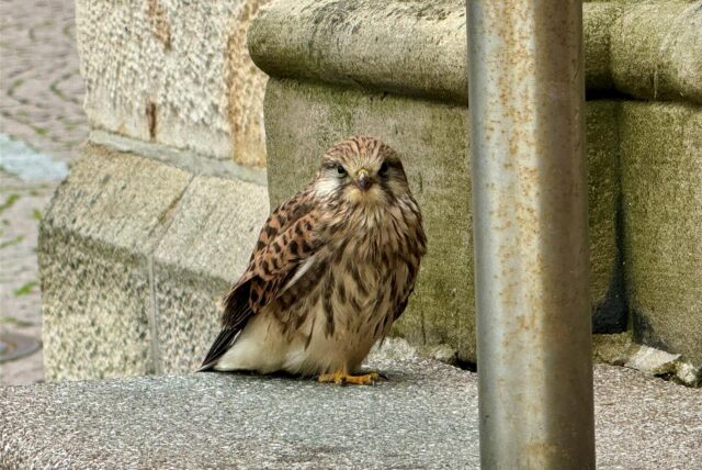 Der gerettete Jungfalke vor der St.-Lambertus-Kirche am Sonntag: Er hat es trotz der Nabu-Rettung nicht überlebt.
