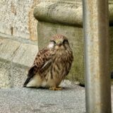 Der gerettete Jungfalke vor der St.-Lambertus-Kirche am Sonntag: Er hat es trotz der Nabu-Rettung nicht überlebt.