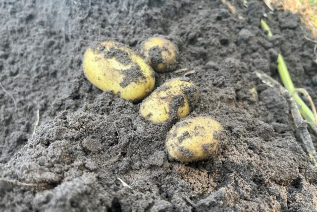 Frühkartoffeln in der Erde bei Landwirt Natrop in Haltern