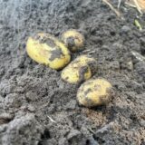 Frühkartoffeln in der Erde bei Landwirt Natrop in Haltern