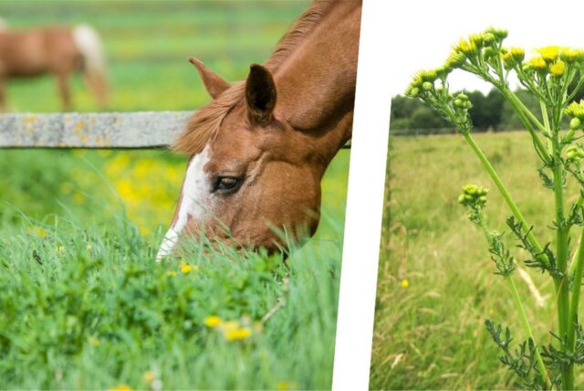 Montage zeigt ein grasendes Pferd und das giftige Jakobskreuzkraut
