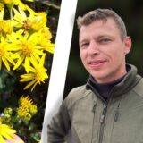 Eine Montage zeigt die gelben Blüten des Jakobskreuzkrauts und Roman Vierhaus vom Gut Frohlinde.
