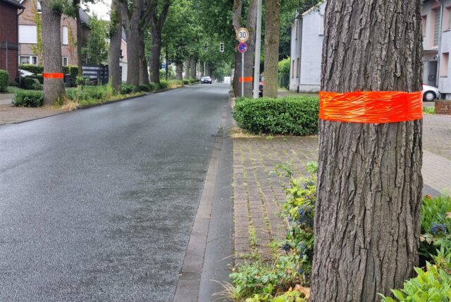 Eine Baumreihe in Datteln, drei Bäume sind mit Plastikband markiert.