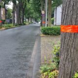 Eine Baumreihe in Datteln, drei Bäume sind mit Plastikband markiert.