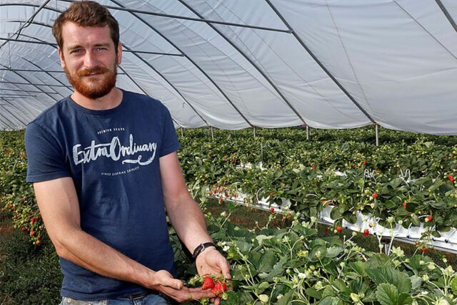 Ein Mann in einem blauen T-Shirt steht vor einem Erdbeerfeld