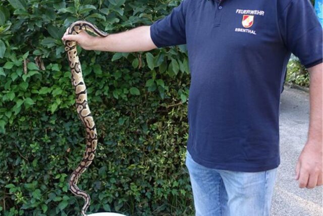 Ein Feuerwehrmann hält eine Riesenpython-Schlange