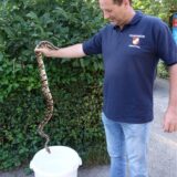Ein Feuerwehrmann hält eine Riesenpython-Schlange