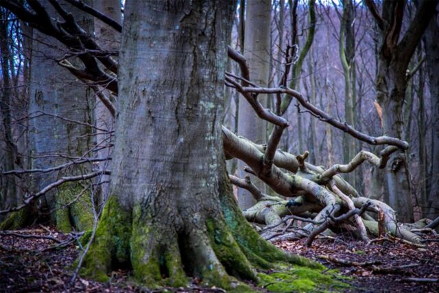 Der unter besonderem Schutz stehende Buchenwald im Nationalpark Jasmund auf der Insel Rügen und der Nähe des Unesco-Welterbeforum.