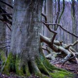 Der unter besonderem Schutz stehende Buchenwald im Nationalpark Jasmund auf der Insel Rügen und der Nähe des Unesco-Welterbeforum.