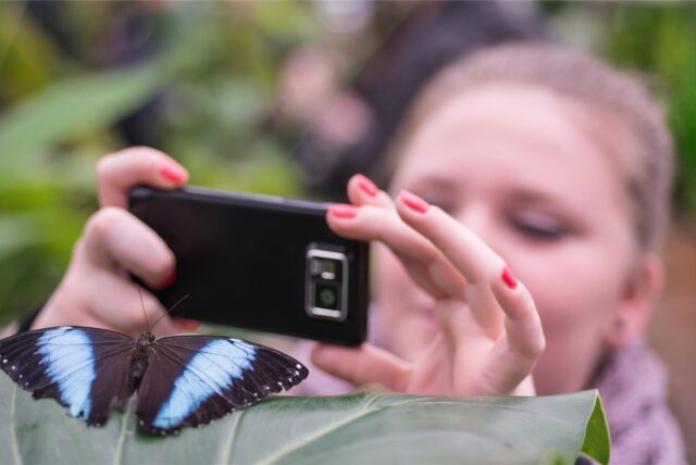 Eine Besucherin fotografiert am 03.01.2013 im Botanischen Garten in München-Nymphenburg einen Schmetterling der Art „Blauer Morphofalter“. (Symbolbild)
