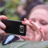 Eine Besucherin fotografiert am 03.01.2013 im Botanischen Garten in München-Nymphenburg einen Schmetterling der Art „Blauer Morphofalter“. (Symbolbild)