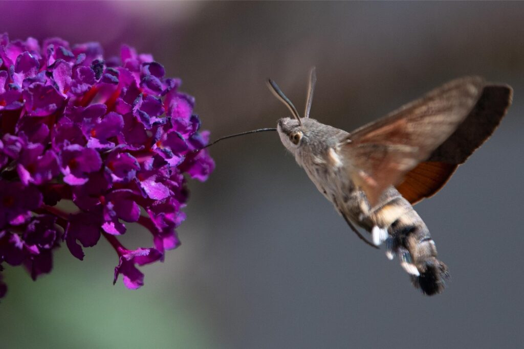 Ein Taubenschwänzchen sammelt an Blüten Nektar. (Symbolbild) Ein Taubenschwänzchen sammelt an Blüten Nektar. (Symbolbild)