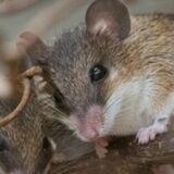Ein neuer Bewohner des Zoo Dortmund.