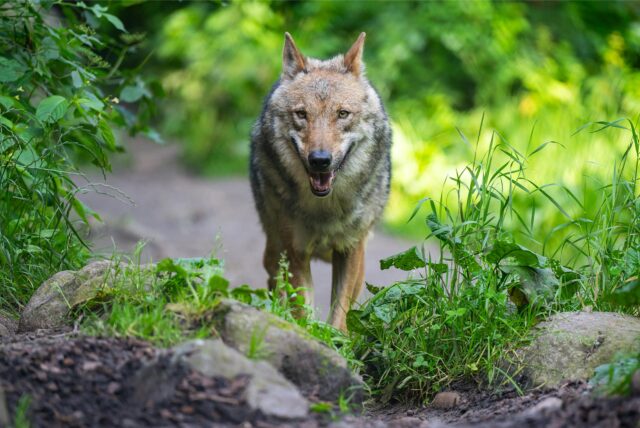 Ein Wolf in einem Waldgebiet.