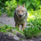 Ein Wolf in einem Waldgebiet.