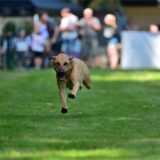 Ein Hund rennt