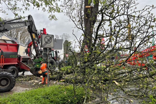 Die Stadt Dortmund hat angekündigt, dass Dutzende Bäume im Stadtgebiet gefällt werden müssen.