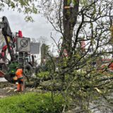 Die Stadt Dortmund hat angekündigt, dass Dutzende Bäume im Stadtgebiet gefällt werden müssen.