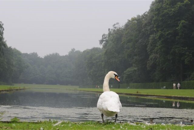 Ein Schwan steht vor dem Spiegelweiher im Benrather Schlosspark.