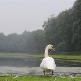 Ein Schwan steht vor dem Spiegelweiher im Benrather Schlosspark.