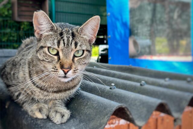 Katze sitzt auf einem Dach.