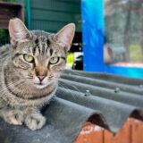 Katze sitzt auf einem Dach.