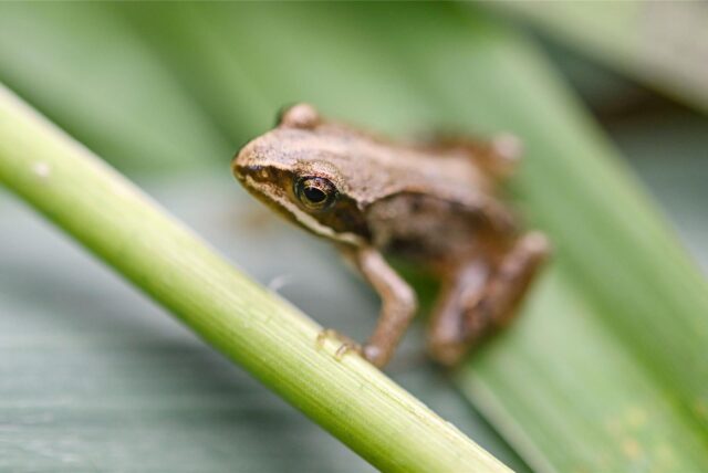 Frosch