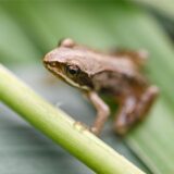 Frosch