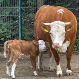 Ein kleines weibliches Kälbchen mit seiner Mutter in der Zoom-Erlebniswelt in Gelsenkirchen.