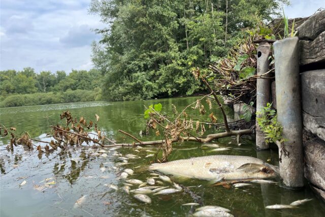 Tote Fische am Ufer des Brunosees an der Stadtgrenze von Dortmund und Castrop-Rauxel.