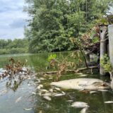 Tote Fische am Ufer des Brunosees an der Stadtgrenze von Dortmund und Castrop-Rauxel.