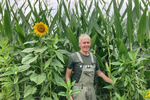Die Feuchtigkeit, unter der Kartoffelpflanzen und Getreide gelitten haben, ist für Futtermais ein echter Wachstumsmotor. Die Pflanzen überragen Landwirt Hubert Franzen schon um einen Meter.